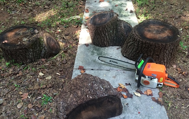 Stumps in the walkway.  Saw for scale.  
