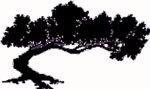 Join the International Wood Collectors Society (IWCS)