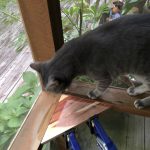 A Domino Variation On The Floating Shelf – Tips from Sticks in the Mud – September 2018 – Tip #1